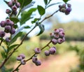 Unripe Blueberry Bush