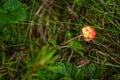Unripe cloudberry in in a marsh Royalty Free Stock Photo
