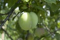 Unripe bright green plums hanging on plum tree branch with green blurred background Royalty Free Stock Photo