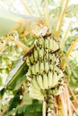 Unripe bunches of green bananas growing on trees in green tropical garden Royalty Free Stock Photo