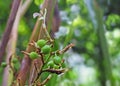 Unripe Cardamom Pods and Flower in Plant