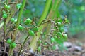 Unripe Cardamom Pods in Plant