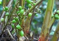 Unripe Cardamom Pods in Plant Royalty Free Stock Photo