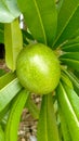 unripe of Cerbera manghas fruit