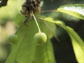 Unripe cherries in spring on tree with leaves. Green cherry in garden.