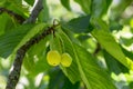 Unripe cherry on the branch Royalty Free Stock Photo