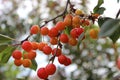 Unripe cherry is just beginning to blush in the early summer on the branches