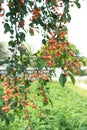 Unripe cherry is just beginning to blush in the early summer on the branches