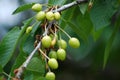 Unripe cherry Royalty Free Stock Photo