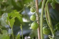 Unripe cherry tomatoes organic home growing, species Solanum lycopersicum var. cerasiforme, a small round tomato Royalty Free Stock Photo