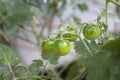 Unripe cherry tomatoes organic home growing, species Solanum lycopersicum var. cerasiforme, a small round tomato Royalty Free Stock Photo