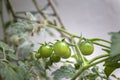 Unripe cherry tomatoes organic home growing, species Solanum lycopersicum var. cerasiforme, a small round tomato Royalty Free Stock Photo