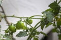 Unripe cherry tomatoes organic home growing, species Solanum lycopersicum var. cerasiforme, a small round tomato Royalty Free Stock Photo