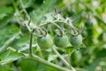 Unripe cherry tomatoes Royalty Free Stock Photo