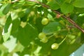 Unripe cherry