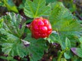 Unripe cloudberries grows in the tundra of the Kola Peninsula