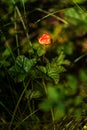 Unripe cloudberry in in a marsh Royalty Free Stock Photo