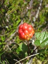 Unripe cloudberry & x28;Rubus chamaemorus& x29; on a mire. Royalty Free Stock Photo