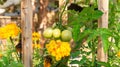 Unripe cluster of green plum roma tomatoes growing in a permaculture style garden bed, with companion planting of marigold and Royalty Free Stock Photo