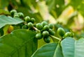 Unripe coffee beans .