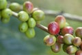 Unripe coffee beans