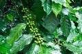 Unripe coffee beans on coffee tree.