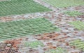 Unripe coffee beans drying in sun