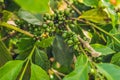 Unripe coffee beans on stem in Vietnam plantation