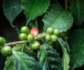 Unripe coffee beans on the tree.