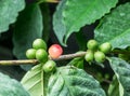 Unripe coffee beans on the tree.