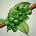 Unripe coffee beans