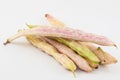 Unripe common beans Phaseolus vulgaris Royalty Free Stock Photo