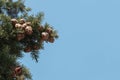 Unripe Cones on Pine Tree and Blue Sky Royalty Free Stock Photo