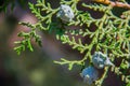 Unripe cones or seeds on the branch of cypress Royalty Free Stock Photo