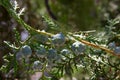 Unripe cones or seeds on the branch of cypress Royalty Free Stock Photo