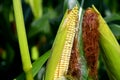 Unripe corn cob on a field in Germany