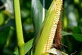 Unripe corn cob on a field
