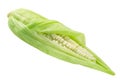 Unripe corn cob or maize, the wrapped seeds exposed, isolated