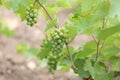 Unripe crones of grapes on a background of green grape leaves Royalty Free Stock Photo