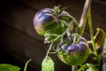 Unripe dark galaxy rare tomato plant Royalty Free Stock Photo