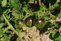 Unripe dark galaxy tomato in garden. Fresh green organic tomatoes growing on open field. Dwarf Damascus Steel Royalty Free Stock Photo