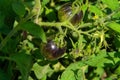 Unripe dark galaxy tomato in garden. Fresh green organic tomatoes growing on open fields. Dwarf Damascus Steel Royalty Free Stock Photo