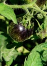 Unripe dark galaxy tomato in garden. Fresh green organic tomatoes growing on open fild. Dwarf Damascus Steel Royalty Free Stock Photo