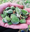 Unripe and delicious almonds