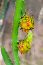 An unripe Dragon fruit bud hanging on a tree Royalty Free Stock Photo