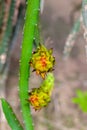 An unripe Dragon fruit bud hanging on a tree Royalty Free Stock Photo