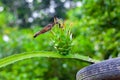 An unripe Dragon fruit bud hanging on a tree Royalty Free Stock Photo