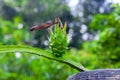 An unripe Dragon fruit bud hanging on a tree Royalty Free Stock Photo