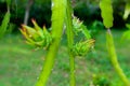 An unripe Dragon fruit bud hanging on a tree Royalty Free Stock Photo