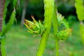 An unripe Dragon fruit bud hanging on a tree Royalty Free Stock Photo